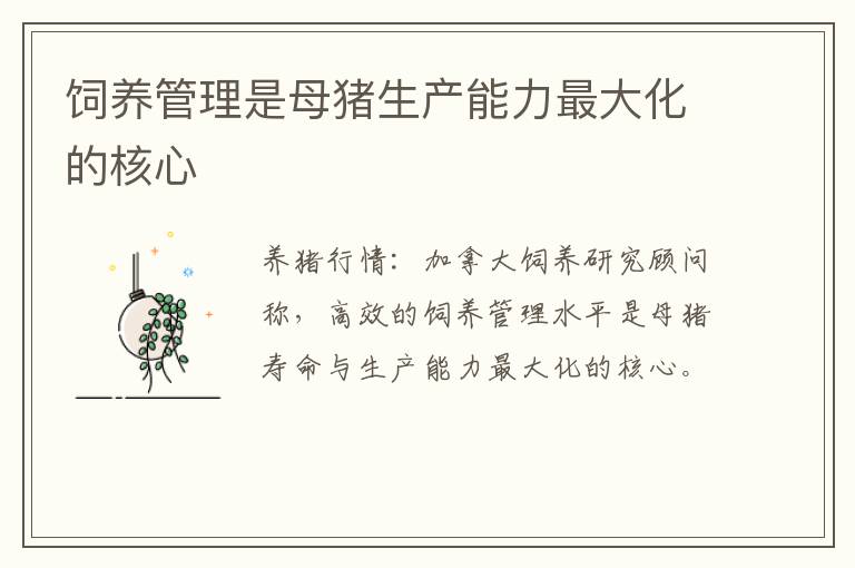 饲养管理是母猪生产能力最大化的核心