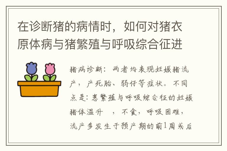 在诊断猪的病情时，如何对猪衣原体病与猪繁殖与呼吸综合征进行鉴