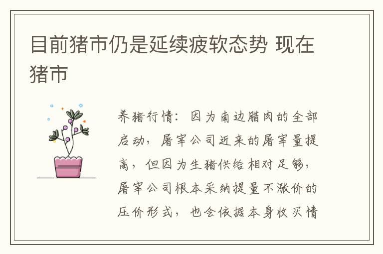 目前猪市仍是延续疲软态势 现在猪市