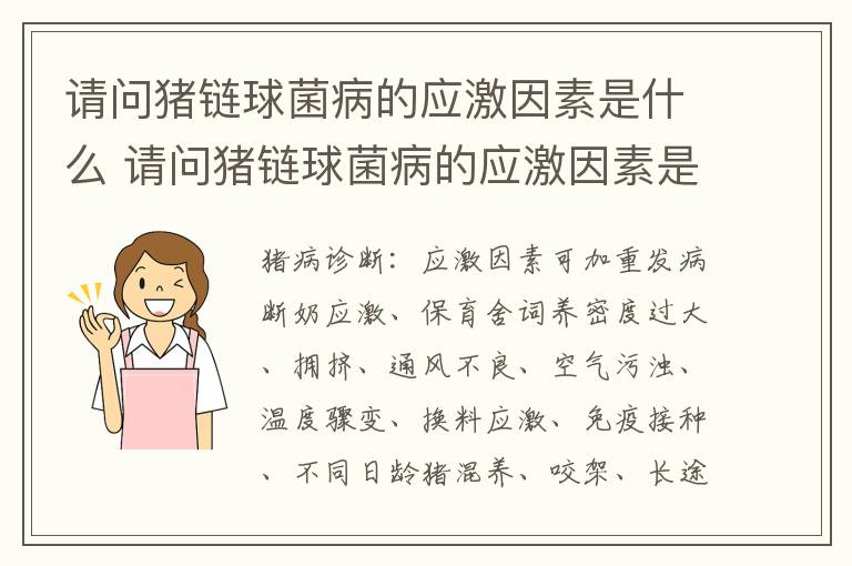 请问猪链球菌病的应激因素是什么 请问猪链球菌病的应激因素是什么呢
