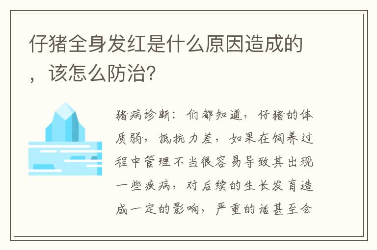 仔猪全身发红是什么原因造成的，该怎么防治？