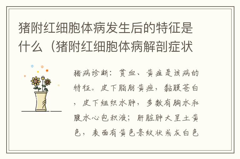 猪附红细胞体病发生后的特征是什么（猪附红细胞体病解剖症状）