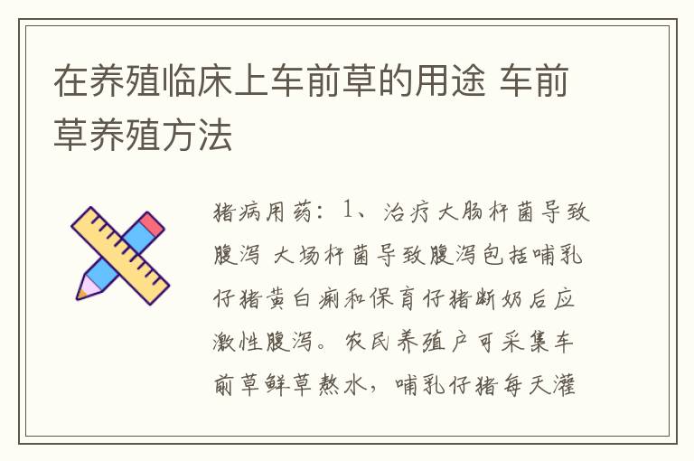 在养殖临床上车前草的用途 车前草养殖方法