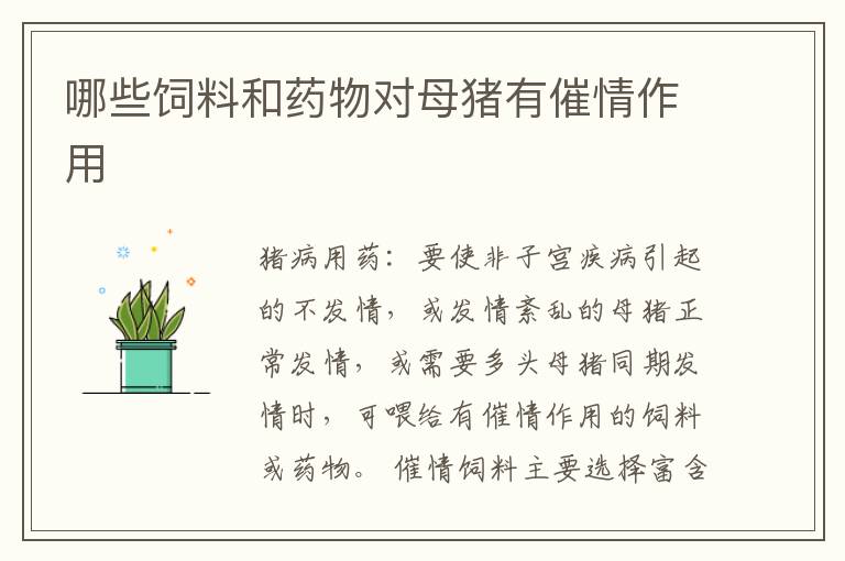 哪些饲料和药物对母猪有催情作用