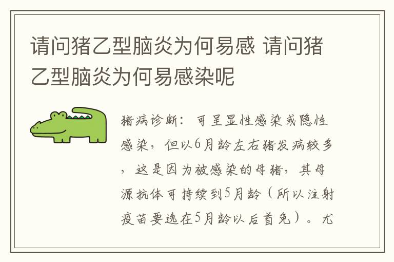 请问猪乙型脑炎为何易感 请问猪乙型脑炎为何易感染呢