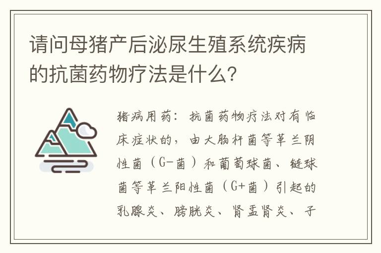 请问母猪产后泌尿生殖系统疾病的抗菌药物疗法是什么？