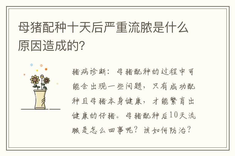 母猪配种十天后严重流脓是什么原因造成的？