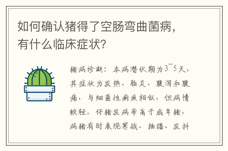 如何确认猪得了空肠弯曲菌病，有什么临床症状？