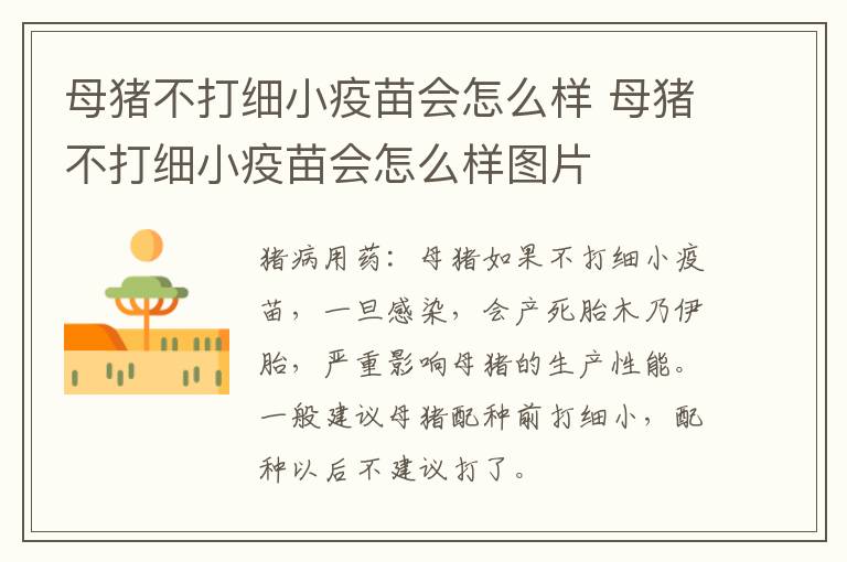 母猪不打细小疫苗会怎么样 母猪不打细小疫苗会怎么样图片