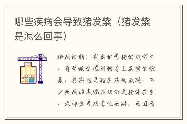 哪些疾病会导致猪发紫（猪发紫是怎么回事）