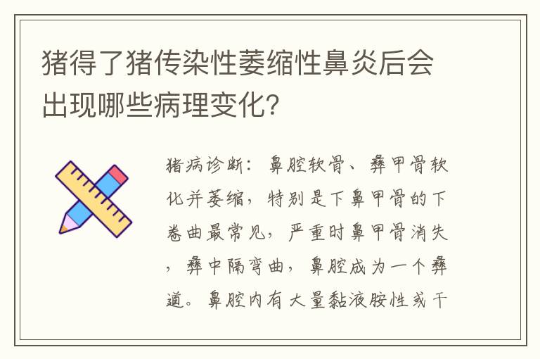 猪得了猪传染性萎缩性鼻炎后会出现哪些病理变化？
