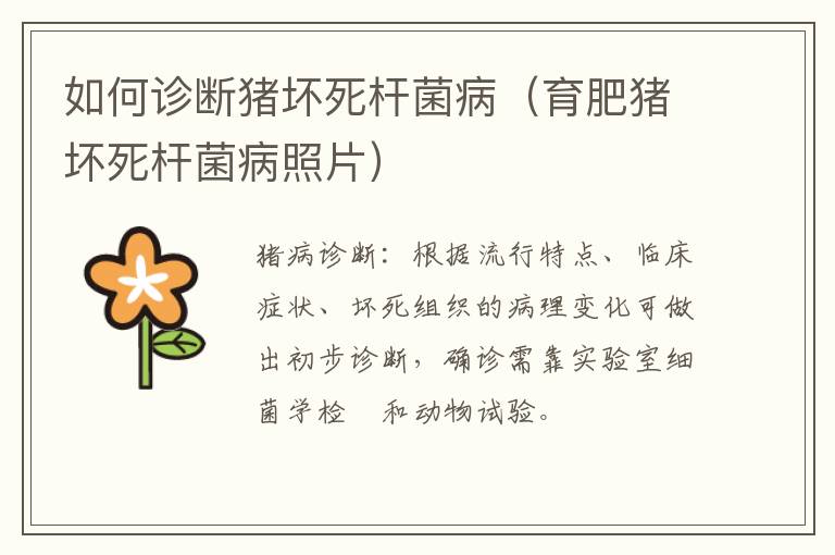 如何诊断猪坏死杆菌病（育肥猪坏死杆菌病照片）
