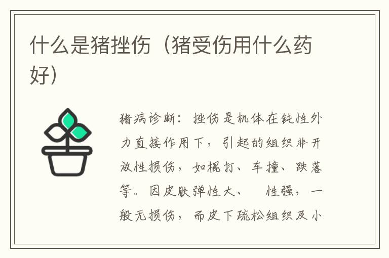 什么是猪挫伤（猪受伤用什么药好）