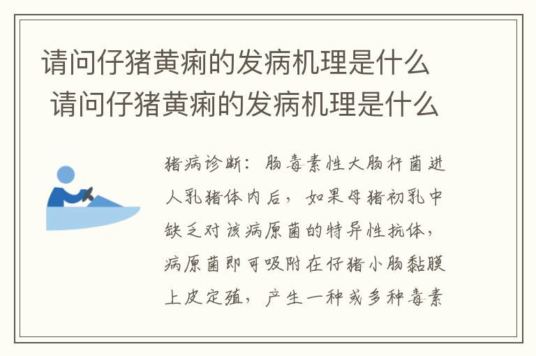 请问仔猪黄痢的发病机理是什么 请问仔猪黄痢的发病机理是什么呢
