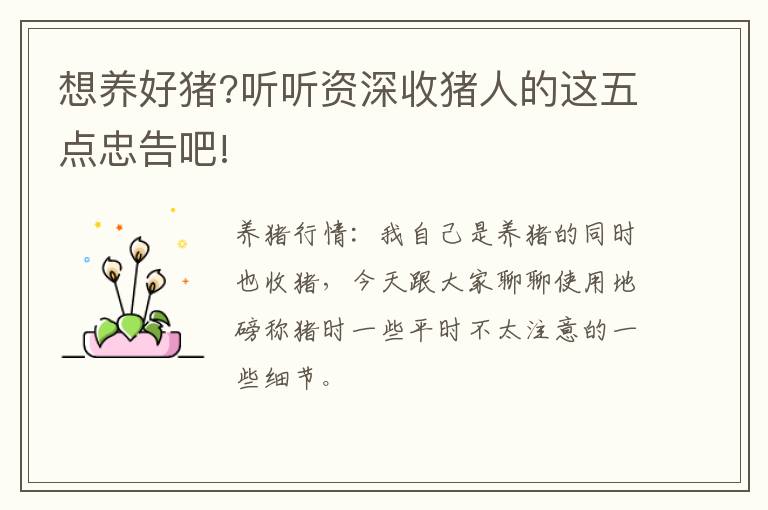 想养好猪?听听资深收猪人的这五点忠告吧!