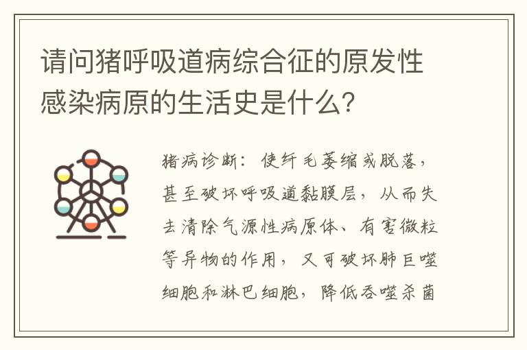 请问猪呼吸道病综合征的原发性感染病原的生活史是什么？
