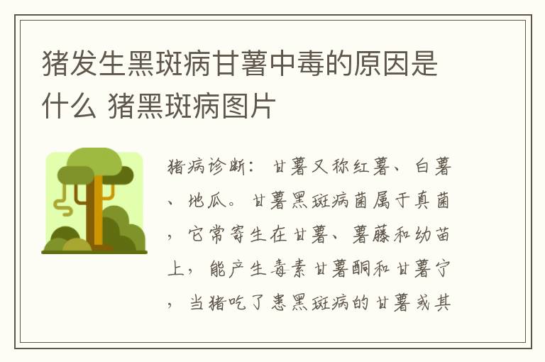 猪发生黑斑病甘薯中毒的原因是什么 猪黑斑病图片