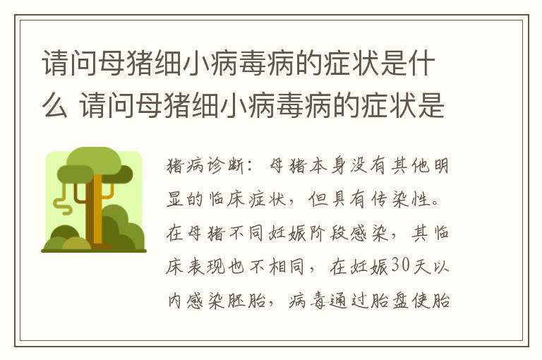请问母猪细小病毒病的症状是什么 请问母猪细小病毒病的症状是什么样的