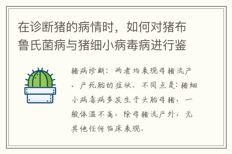 在诊断猪的病情时，如何对猪布鲁氏菌病与猪细小病毒病进行鉴别？