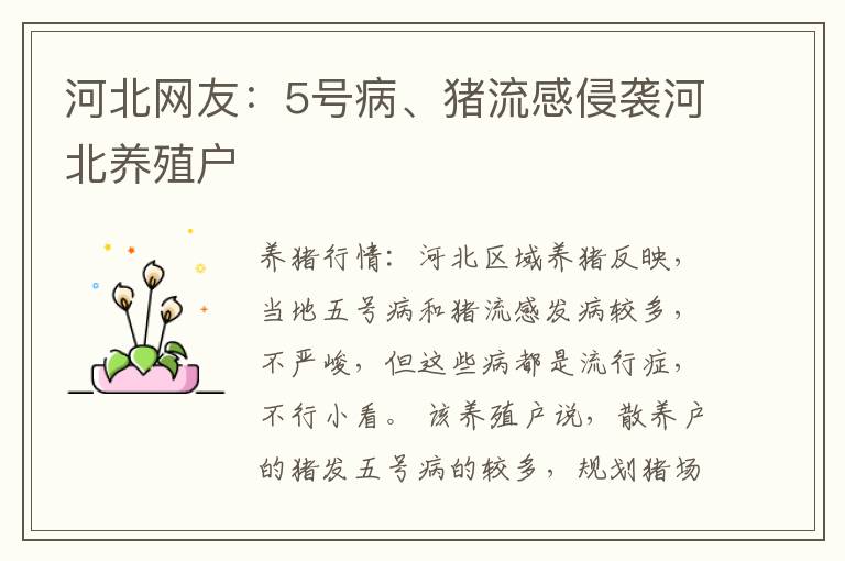 河北网友：5号病、猪流感侵袭河北养殖户