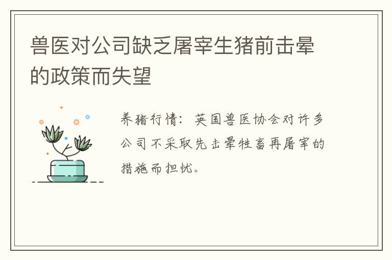 兽医对公司缺乏屠宰生猪前击晕的政策而失望