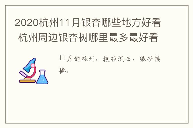 2020杭州11月银杏哪些地方好看 杭州周边银杏树哪里最多最好看