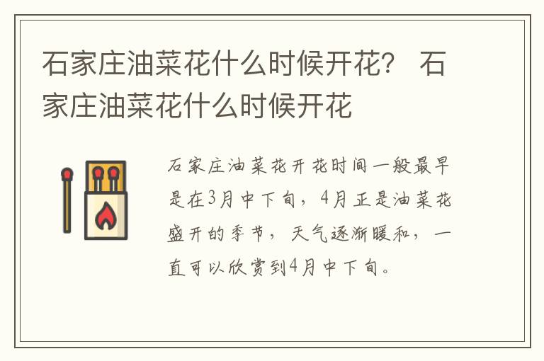 石家庄油菜花什么时候开花？ 石家庄油菜花什么时候开花
