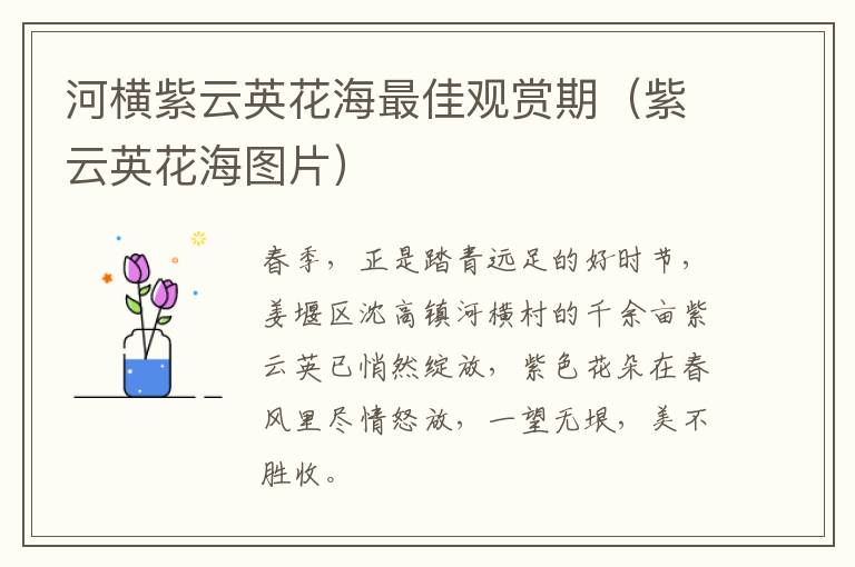 河横紫云英花海最佳观赏期（紫云英花海图片）