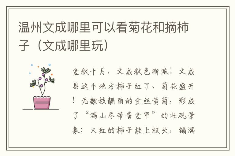 温州文成哪里可以看菊花和摘柿子（文成哪里玩）
