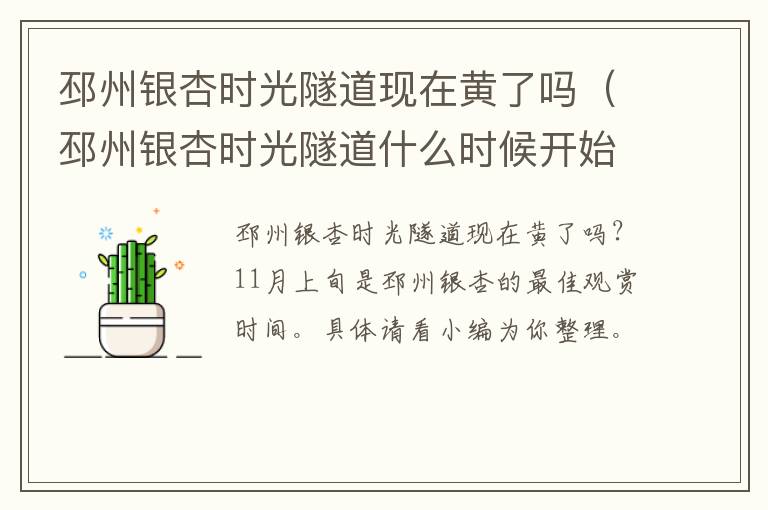邳州银杏时光隧道现在黄了吗（邳州银杏时光隧道什么时候开始）