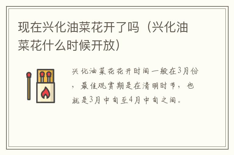 现在兴化油菜花开了吗（兴化油菜花什么时候开放）