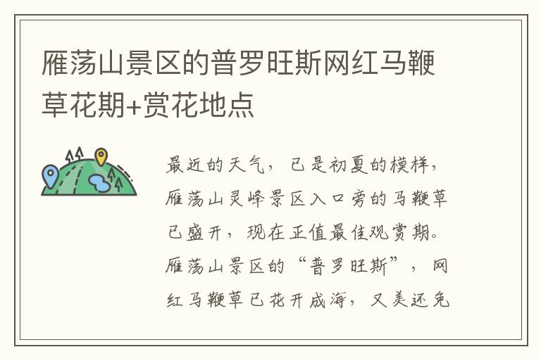 雁荡山景区的普罗旺斯网红马鞭草花期+赏花地点