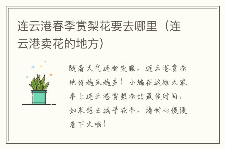 连云港春季赏梨花要去哪里（连云港卖花的地方）