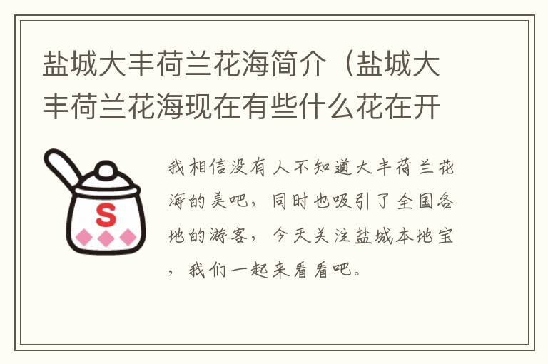 盐城大丰荷兰花海简介（盐城大丰荷兰花海现在有些什么花在开）