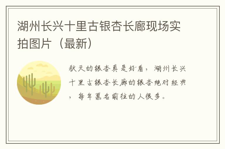 湖州长兴十里古银杏长廊现场实拍图片（最新）