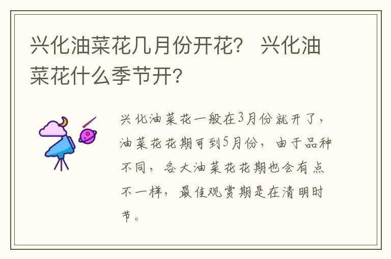 兴化油菜花几月份开花？ 兴化油菜花什么季节开?